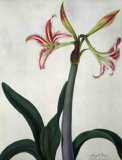 Amaryllis Vitata (aguarela e guache sobre lápis em velino) de Matilda Conyers
