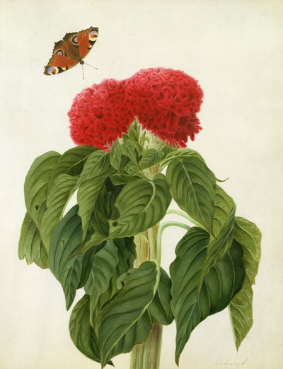 Celosia Argentea Cristata e Butterfly (wc e guache sobre lápis sobre velino) de Matilda Conyers