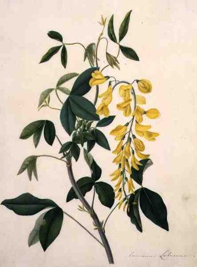 Laburnum Anagyroides (guache sobre lápis em velino) de Matilda Conyers