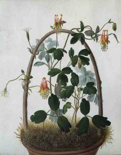 Tropaeolum Tuberosum (aguarela e guache sobre lápis em velino) de Matilda Conyers