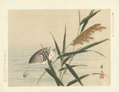Pato de mergulho por junco Flower and Bird Sketches from Keibun - parte três (título da série) Keibun kacho gafu kohen (título da série no objeto) de Matsumura Keibun