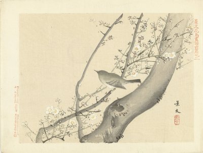 Pássaro pequeno em árvore com flor branca
Esboços de flores e pássaros por Keibun - parte um (título da série)
Keibun kacho gafu zenpen (título da série sobre o objecto) de Matsumura Keibun