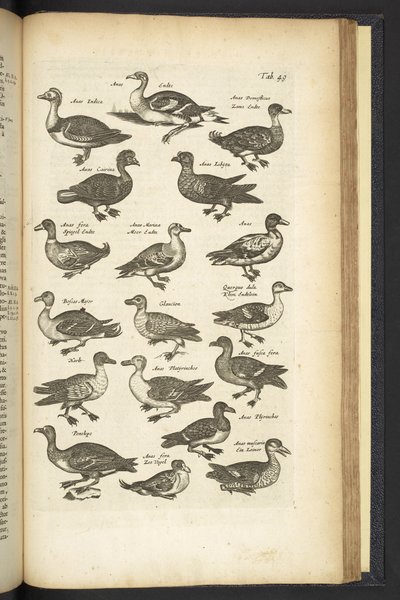 Tab 49, Patos, Ilustração de 