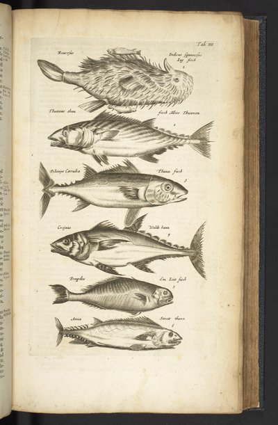 Tab III, Tunas, Ilustração de 