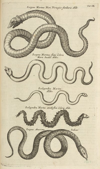 Tab IX, Sea Snakes, Ilustração de 