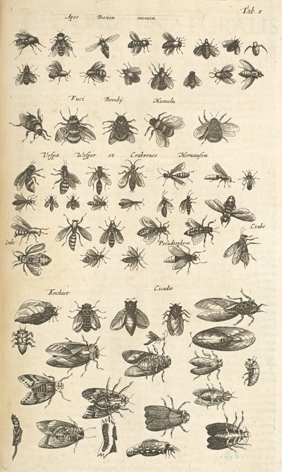 Tab I, Bees and Wasps, Ilustração de 