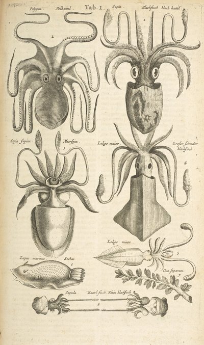 Tab I, Octopus, Ilustração de 