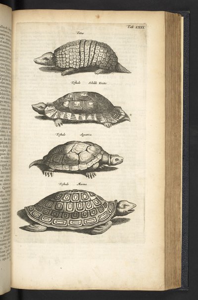Tab 80, Tartarugas, Ilustração de 