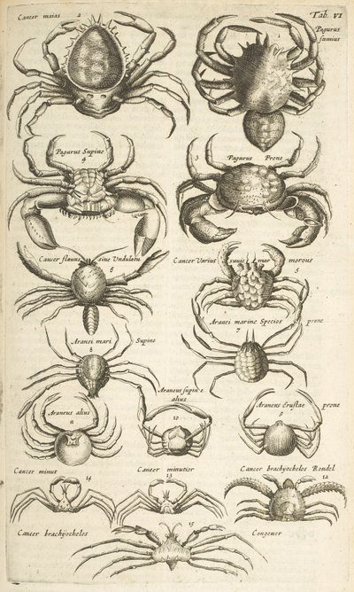 Tab VI, Caranguejos, Ilustração de de Mattaus the Younger Merian