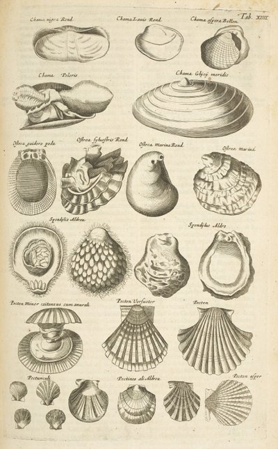 Tab XIV, várias conchas, ilustração de 