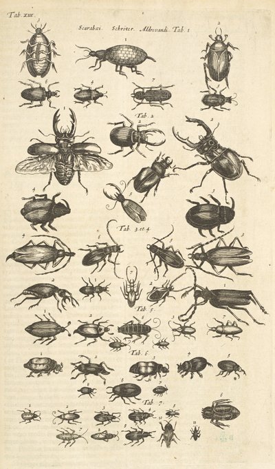 Tab XIII, Besouros, Ilustração de 