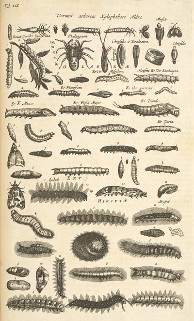 Tab XIX, Lagartas, Ilustração de 