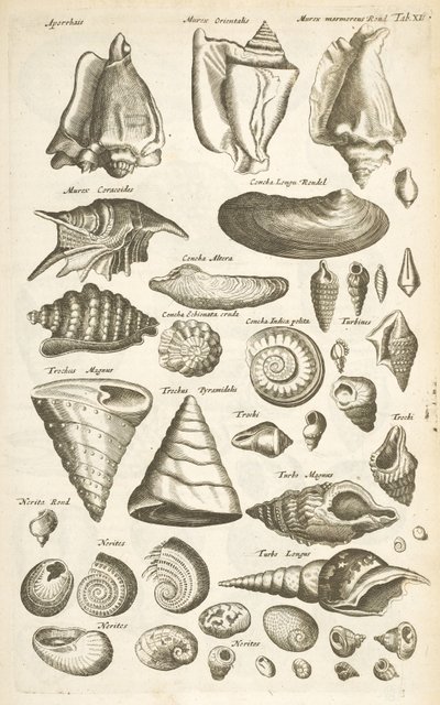 Tab XI, Várias conchas, Ilustração de 