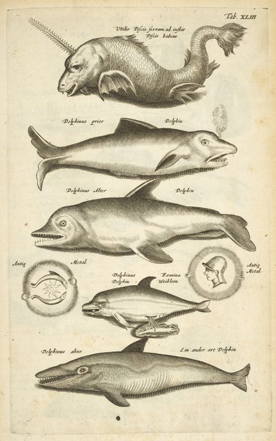 Tab 43, Golfinhos, Ilustração de 