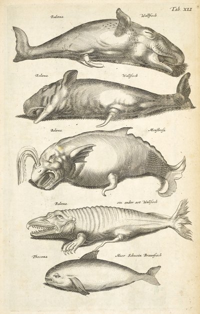 Tab XLI, Baleias, Ilustração de 