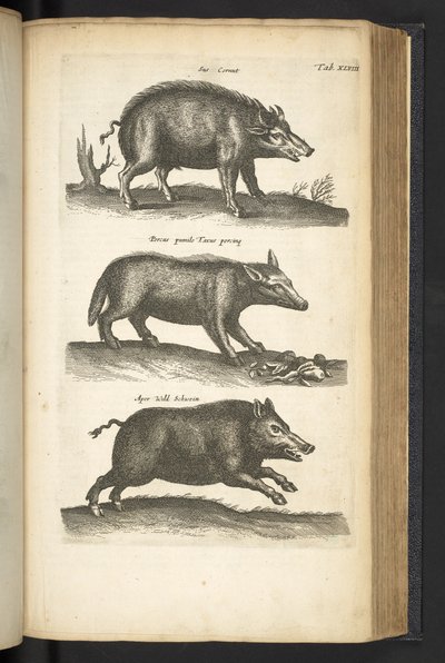 Tab 48, Javali, Ilustração de 