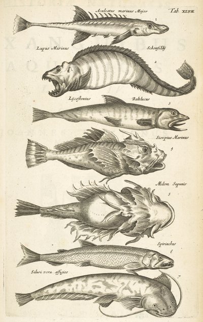 Tab XLVII, Espécies de peixe, Ilustração de 