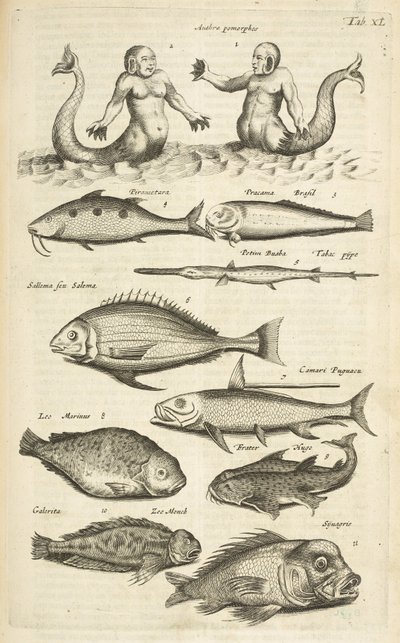 Tab XL, Antropomorfos; Sereia; Merman; Peixe Tropical, Ilustração de 