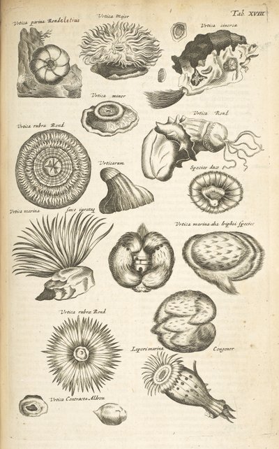 Tab XVIII, Vida Marinha, Ilustração de 