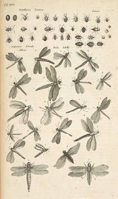 Tab XVII, Libélulas, Ilustração de 