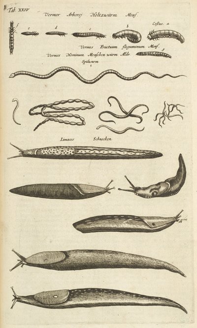 Tab XXIV, Slugs and Worms, Ilustração de 