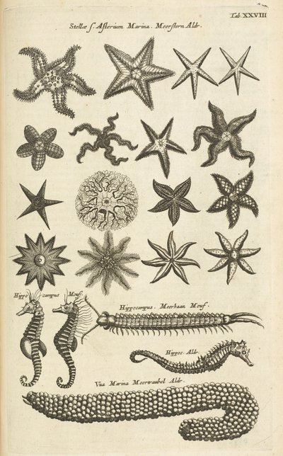 Tab XXVIII, Starfish and Seahorses, Ilustração de de Mattaus the Younger Merian