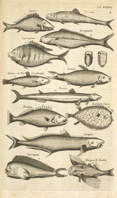 Separador. XXXIII, Spiny fish, Ilustração de 