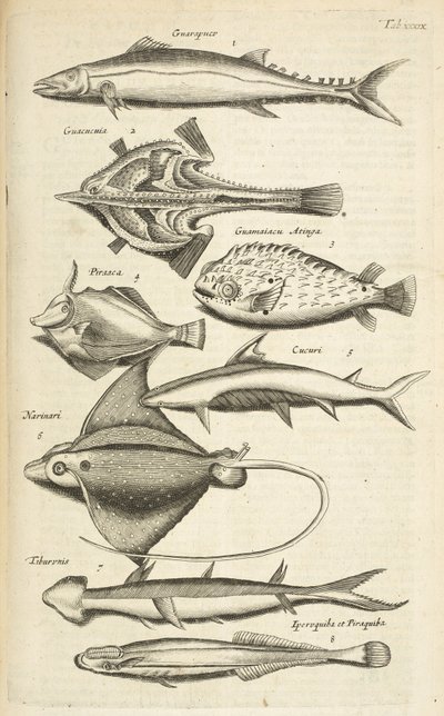 Tab XXXIX, Espécies de peixe, Ilustração de 