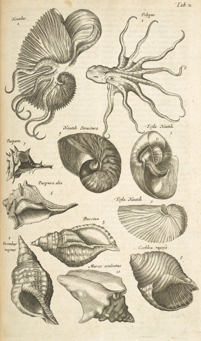 Tab X, Octopus e conchas Nautilus, Ilustração de 