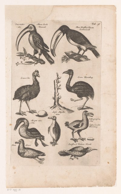 Tucanos e outras aves
Historica naturalis de avibus, Libri VI J. Jonston (título da série) de Matthaus Merian