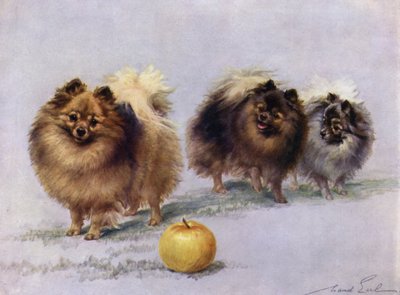 Três da Sra. Hall Walkers Campeão Pomeranians de Maud Earl