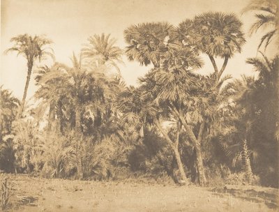 Wood of Date Palms and Doums, em Hamarneh, 1849-50. de Maxime Du Camp