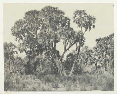 Doums palms, Alto Egito, 184951, impresso em 1852. de Maxime Du Camp