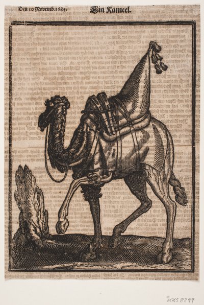Um dromedário selado, perfil para a esquerda, com a cabeça do animal virada para longe do dono de Melchior Lorck