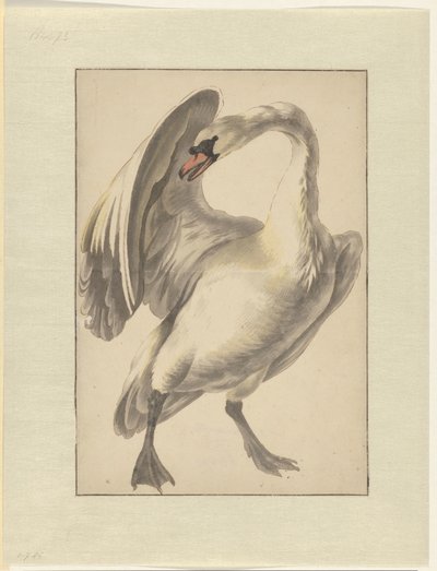 Cisne branco doméstico de Melchior d