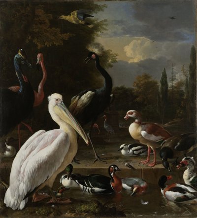 Um pelicano e outras aves perto de uma piscina, conhecida como "A Pena Flutuante", c.1680 de Melchior de Hondecoeter