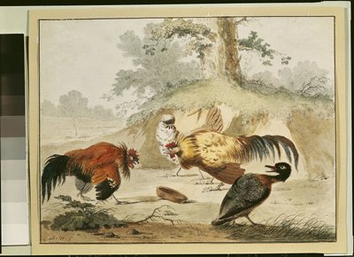 Cocks Fighting de Melchior de Hondecoeter