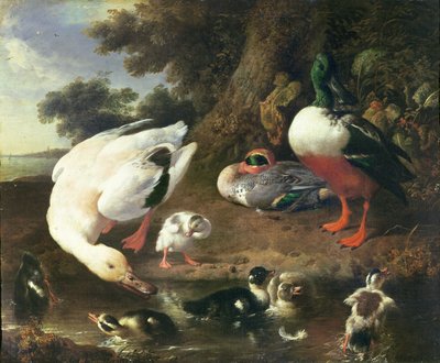 Patos de capoeira de Melchior de Hondecoeter
