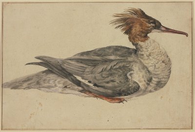 Pato deitado com crista castanha, bico e patas vermelhos de Melchior de Hondecoeter