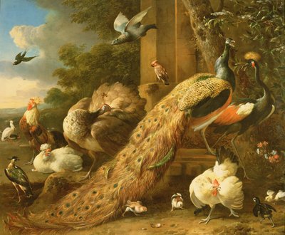Pavão, periquito, pelicano, guindaste e aves de Melchior de Hondecoeter