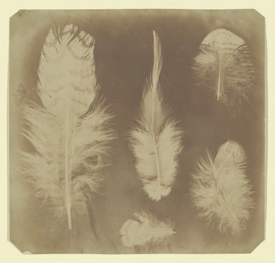 Chicken Feathers, ca. 1840. de Mervyn Herbert Nevil Story Maskelyne