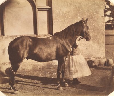 Sultão, meados da década de 1850. de Mervyn Herbert Nevil Story Maskelyne