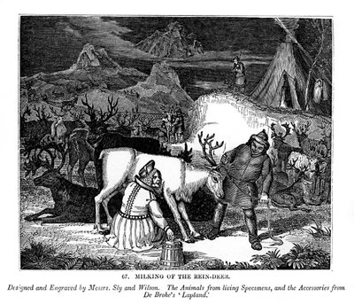Ordenha da rena, 1843 de Messrs Sly and Wilson