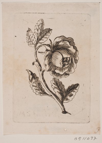 Uma rosa de Michael Fosie