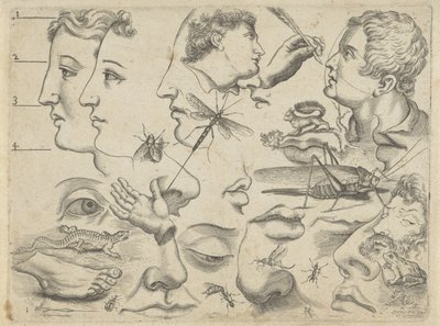 Folha de estudo com exemplos de desenhos: cabeças, partes do corpo e animais Exemplos de desenho (título da série) de Michael Snijders