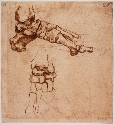 Estudo anatómico do pé de Michelangelo (after) Buonarroti
