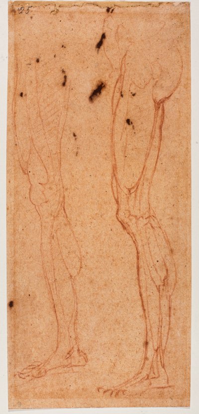 Estudo da perna de Michelangelo (after) Buonarroti