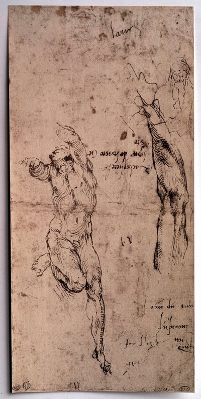 Homem nu, estudo do braço Desenho de Michelangelo Buonarroti dit Michelangelo (Michelangelo ou Michel Ange de Michelangelo Buonarroti