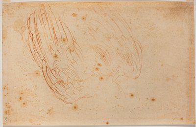 Esboço de uma águia de Michelangelo Buonarroti