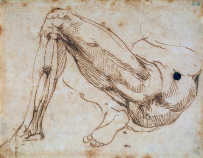 Estudo de uma perna de Michelangelo Buonarroti